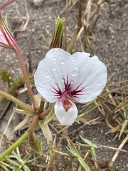 Pelargonium longicaule