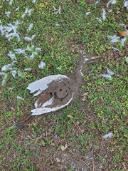 Bubulcus ibis coromandus