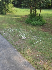 Bubulcus ibis coromandus