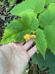 Begonia sutherlandii
