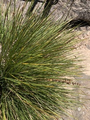 Lomandra hystrix
