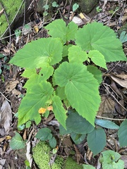 Begonia sutherlandii