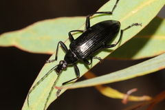 Tanychilus
