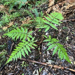 Cyathea smithii
