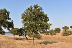 Quercus × avellaniformis