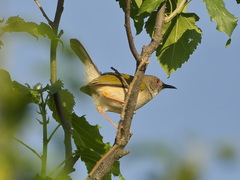 Camaroptera brachyura