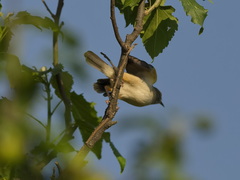 Camaroptera brachyura