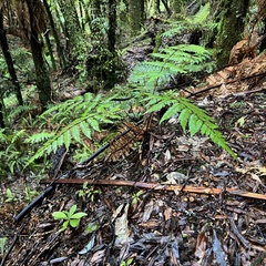 Cyathea smithii