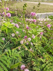 Mimosa diplotricha