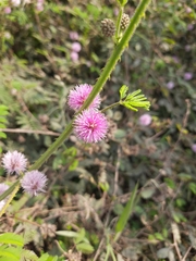 Mimosa diplotricha