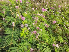 Mimosa diplotricha