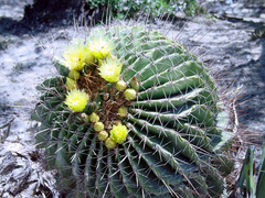 Ferocactus echidne