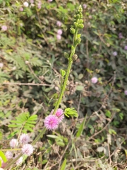 Mimosa diplotricha