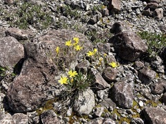 Chondrilla chondrilloides
