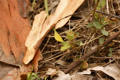 Eurema herla