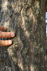 Quercus × avellaniformis