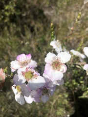 Leptospermum squarrosum