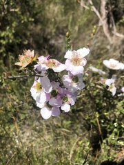 Leptospermum squarrosum
