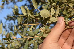 Quercus × avellaniformis