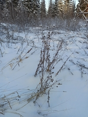 Cirsium arvense integrifolium
