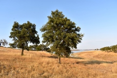 Quercus × avellaniformis