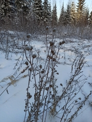 Cirsium arvense integrifolium