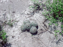 Coryphantha delicata