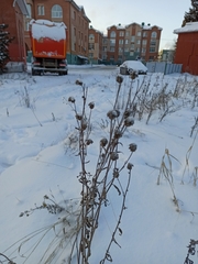 Cirsium arvense integrifolium