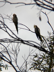 Nymphicus hollandicus