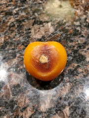 Colletotrichum coccodes