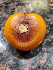 Colletotrichum coccodes