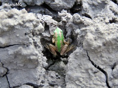 Hyla eximia