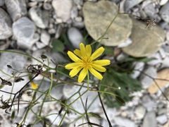 Chondrilla chondrilloides