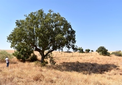 Quercus × avellaniformis