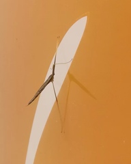 Conosia irrorata
