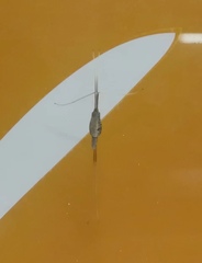 Conosia irrorata