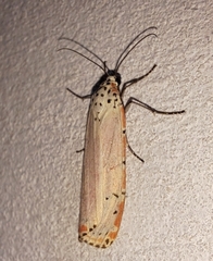 Utetheisa ornatrix