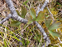 Ranunculus verticillatus