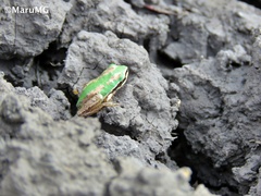 Hyla eximia