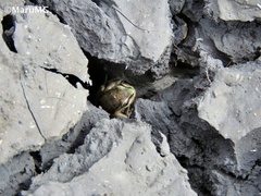 Hyla eximia