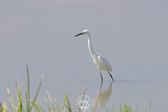 Egretta