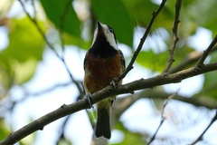 Sittiparus castaneoventris