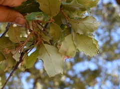 Quercus × avellaniformis