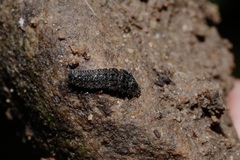 Sittiparus castaneoventris