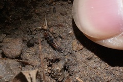 Abscondita cerata