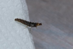 Abscondita cerata
