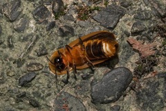 Diaphanes citrinus