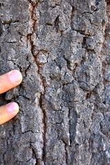 Quercus × avellaniformis