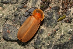 Diaphanes citrinus
