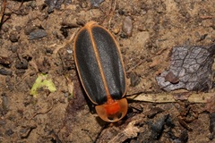 Pyrocoelia praetexta